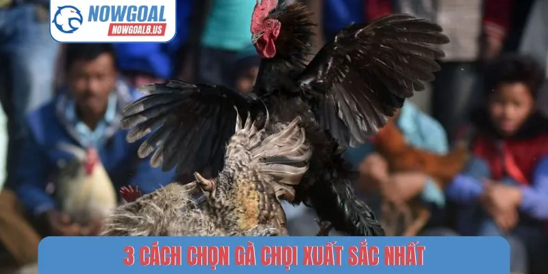 3 cách chọn gà chọi xuất sắc nhất