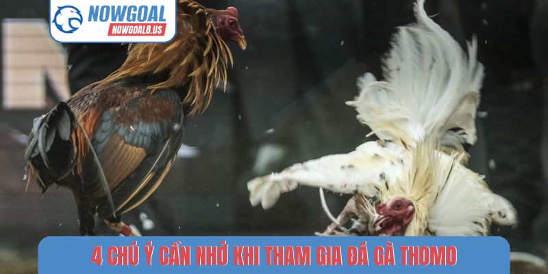 4 chú ý cần nhớ khi tham gia đá gà Thomo