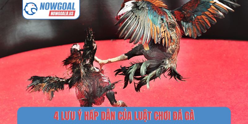 Nowgoal Và Nét Văn Hóa Dân Gian Qua Luật Chơi Đá Gà 4 lưu ý hấp dẫn của luật chơi đá gà