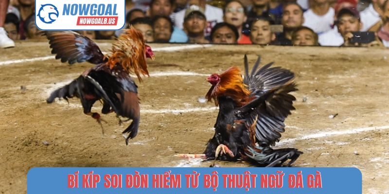 Bí kíp soi đòn hiểm từ bộ thuật ngữ đá gà