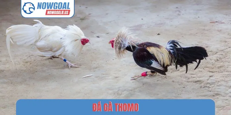 Đá gà Thomo