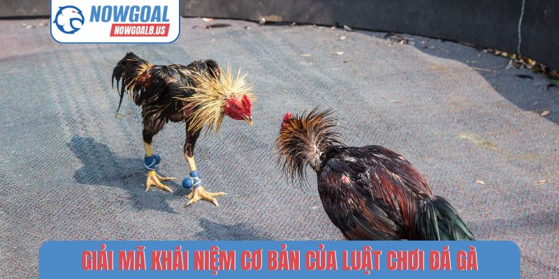 Nowgoal Và Nét Văn Hóa Dân Gian Qua Luật Chơi Đá Gà Giải mã khái niệm cơ bản của luật chơi đá gà
