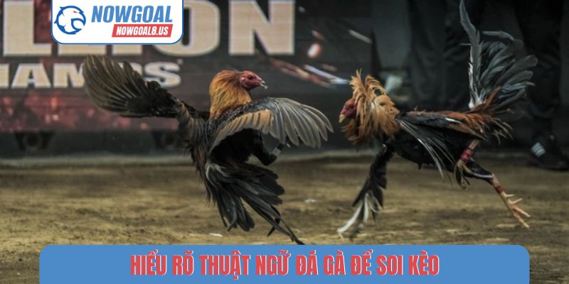Hiểu rõ thuật ngữ đá gà để soi kèo