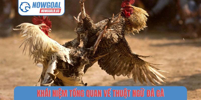 Khái niệm tổng quan về thuật ngữ đá gà