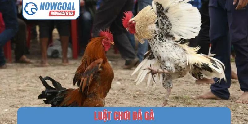 Nowgoal Và Nét Văn Hóa Dân Gian Qua Luật Chơi Đá Gà Luật chơi đá gà