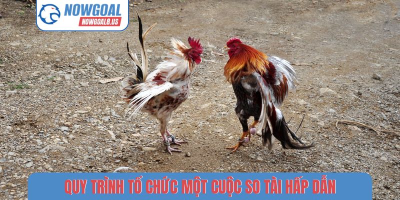 Nowgoal Và Nét Văn Hóa Dân Gian Qua Luật Chơi Đá Gà Quy trình tổ chức một cuộc so tài hấp dẫn