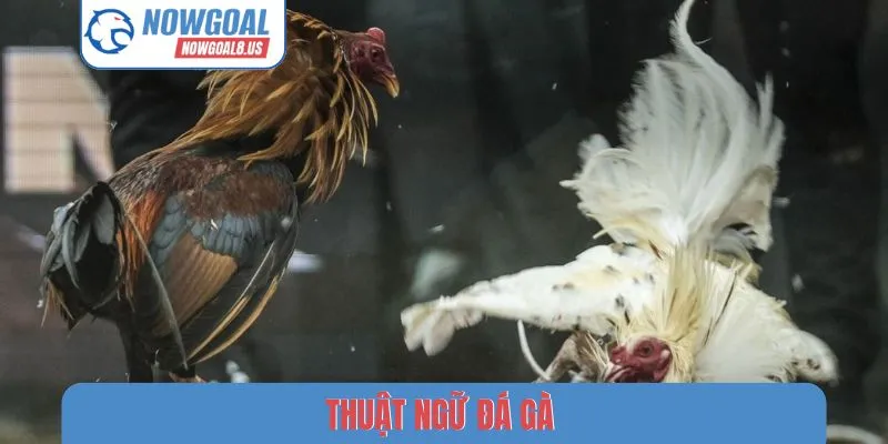 Thuật ngữ đá gà