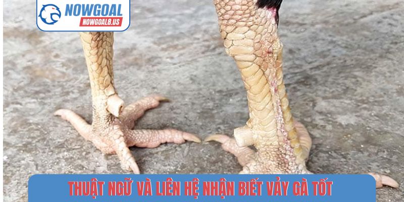 Thuật ngữ và liên hệ nhận biết vảy gà tốt