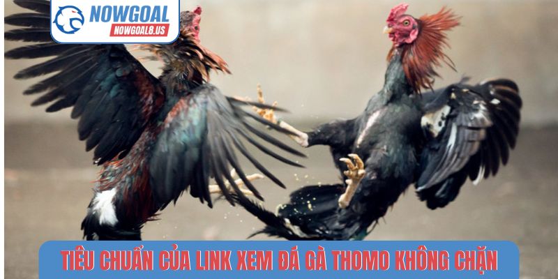 Tiêu chuẩn của link xem đá gà Thomo không chặn